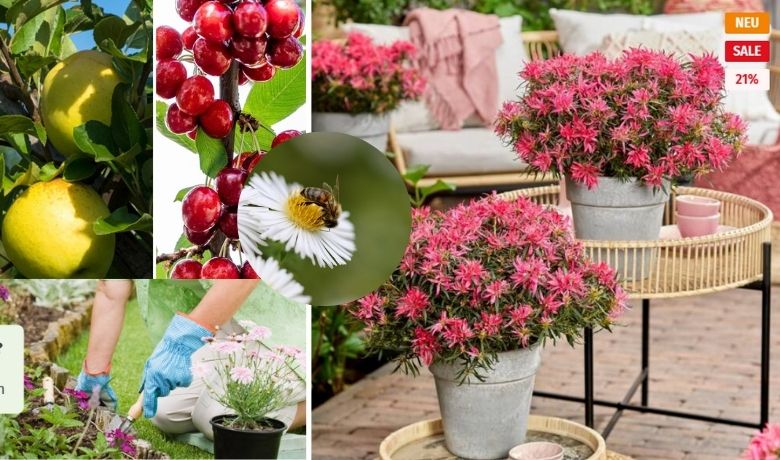 Profitiere von hohen Rabatten auf viele Pflanzen im Shop von "Mein schöner Garten"